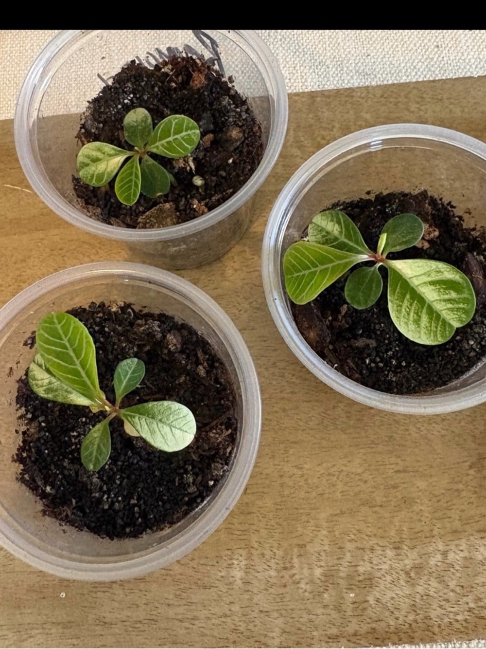 Madagascan jewel plant grown from seed in 2.1x3’ plastic container - Picture 3 of 9